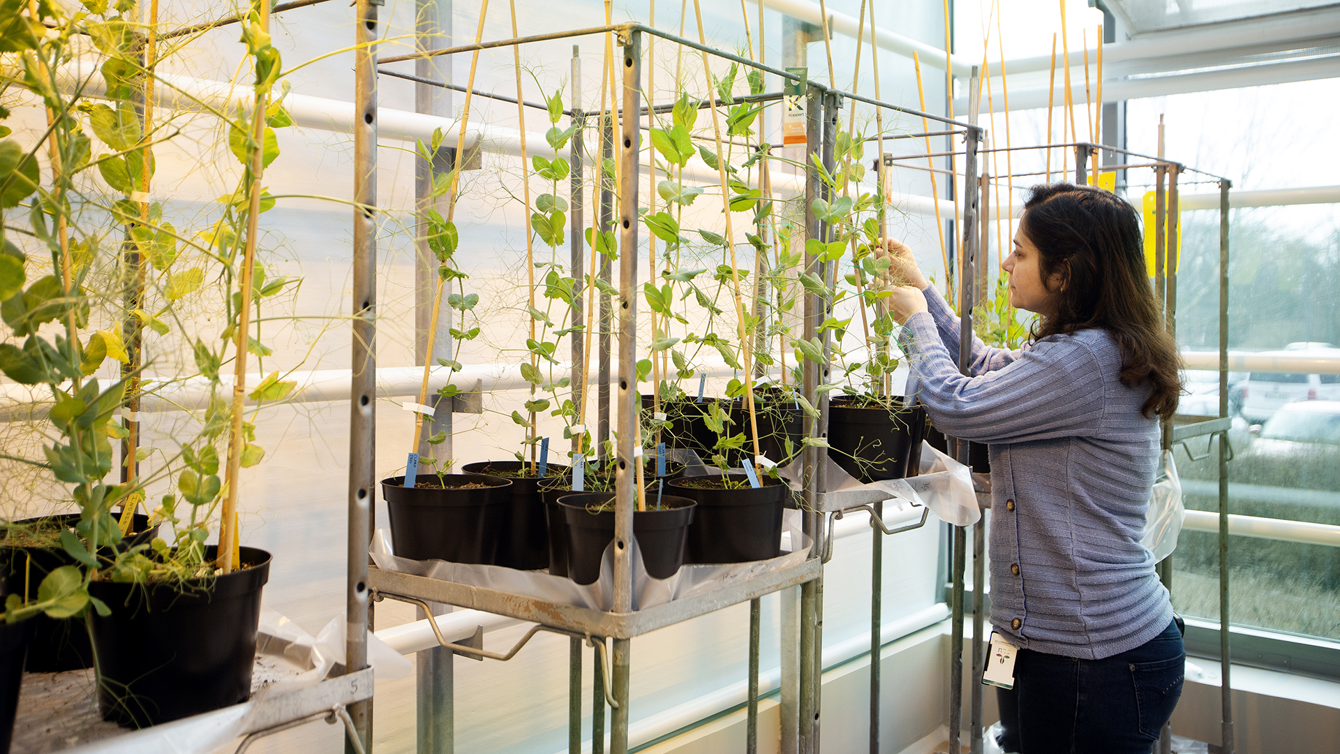 Ärtplantor Forskare Kvinna Växthus Alnarp Juliana 083 250319