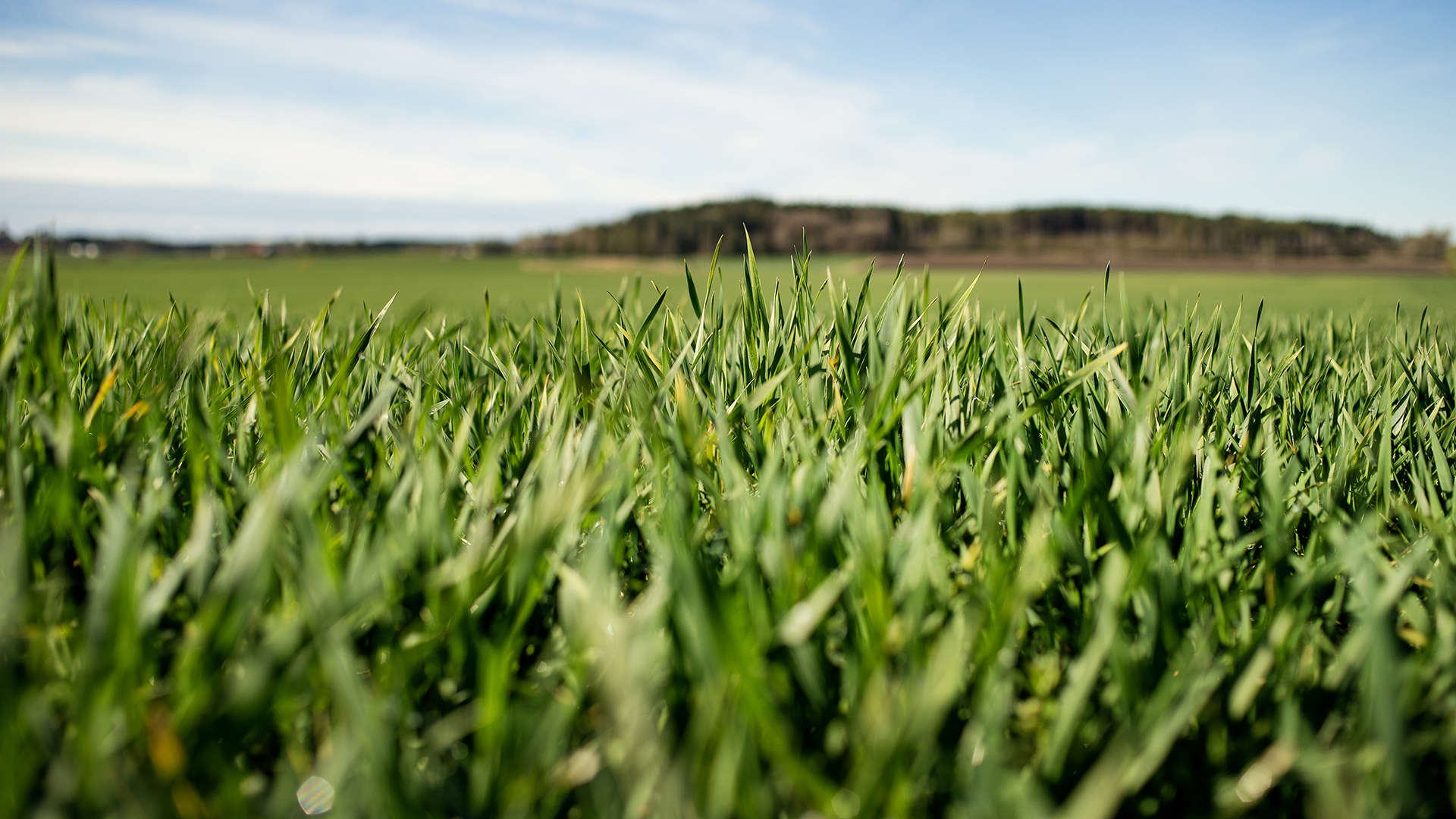 Faltvandring Ost Närbild Spannmål Juliana 022