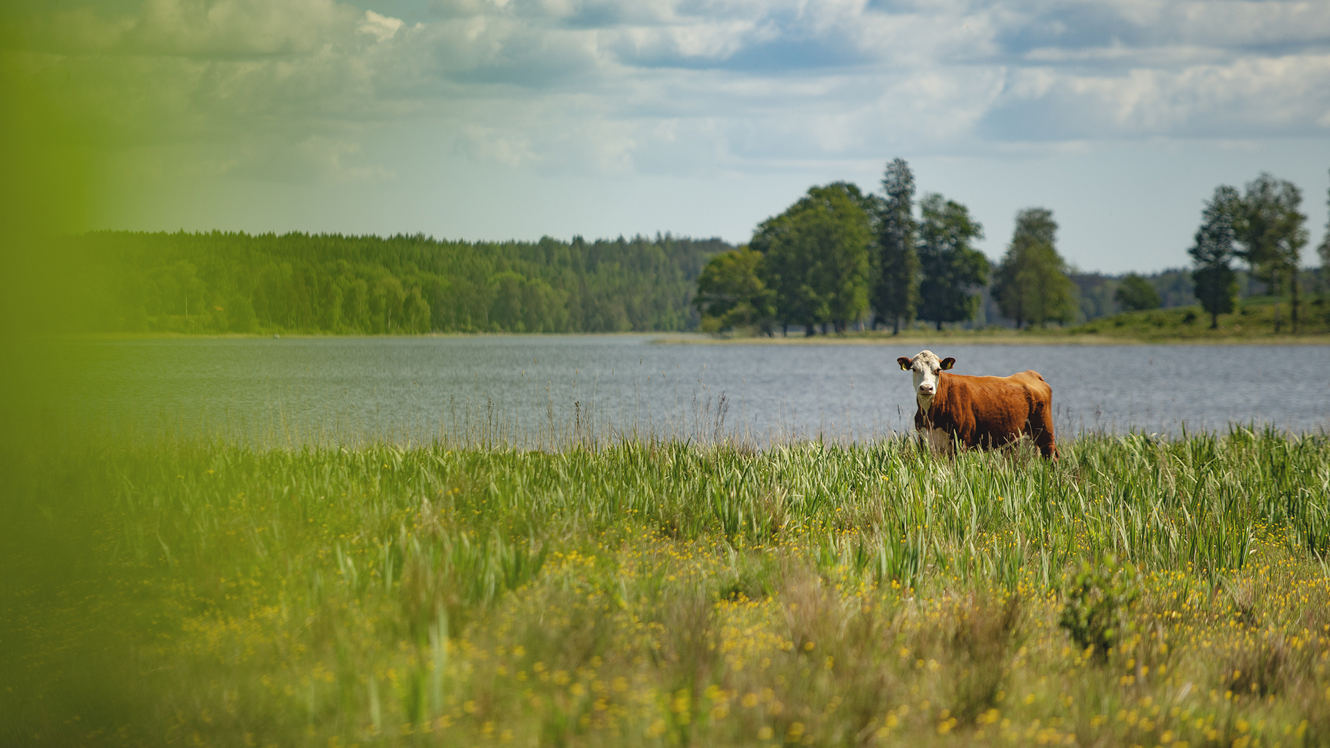 Ko Sjö Juliana Fälldin 1920 1080 174 250603