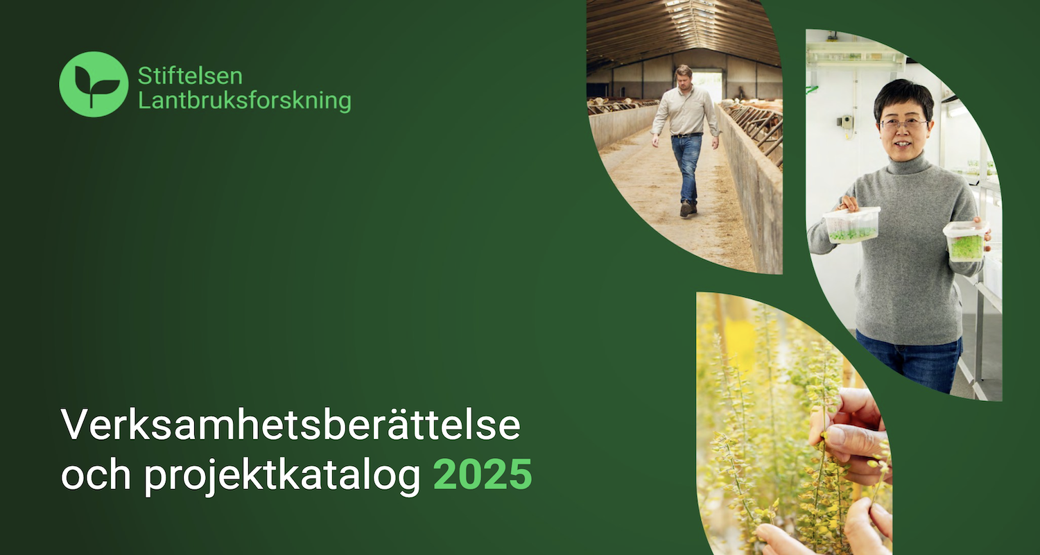 Verksamhetsberättelse 2025